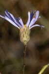 Savannah aster